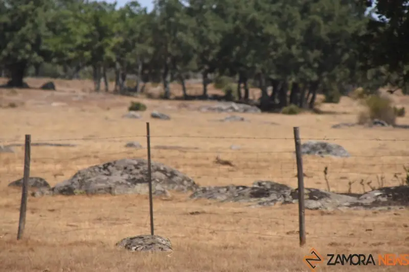 fuego fresnadillo  (109)