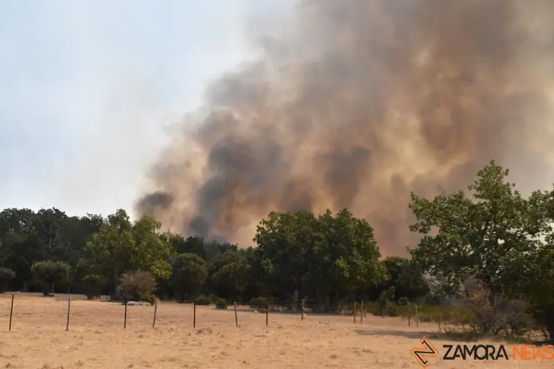 fuego fresnadillo  (111)