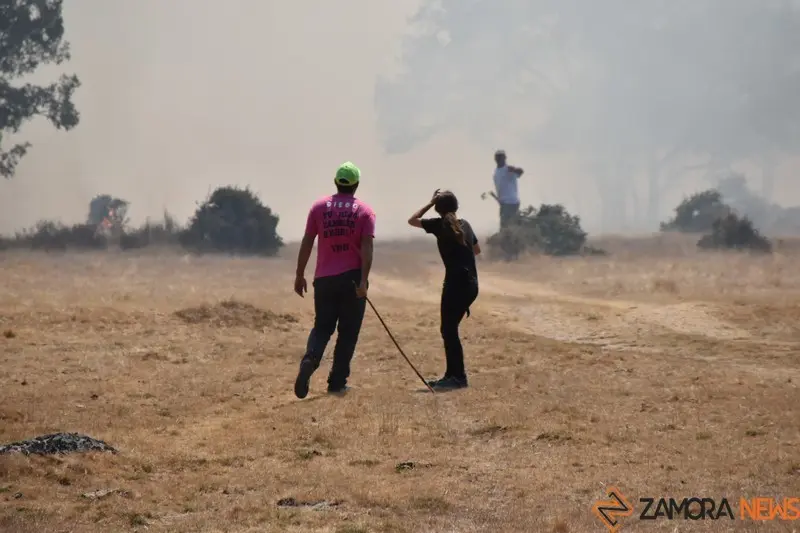 fuego fresnadillo  (151)