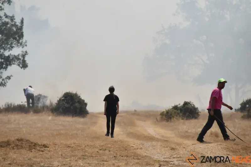 fuego fresnadillo  (153)