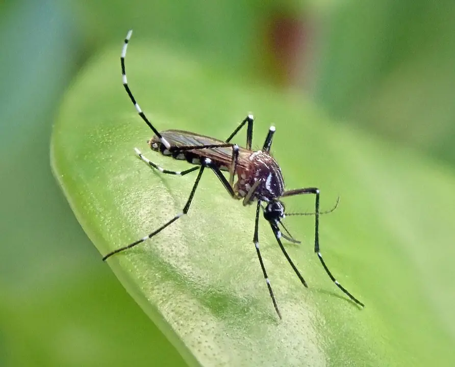 Mosquito tigre