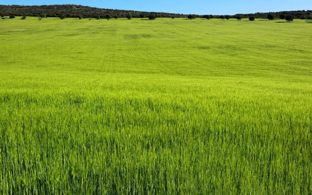Campo de cebada