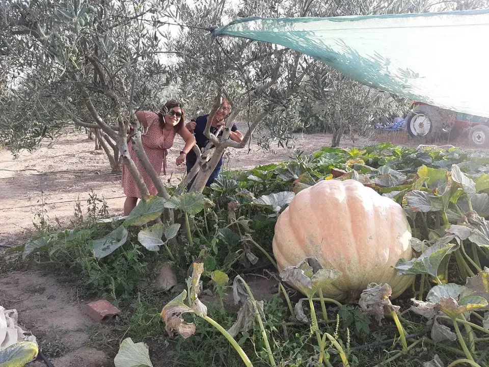 Imagen de la calabaza de 700 kilos cultivada en Fermoselle. Fotografía: CEDIDA