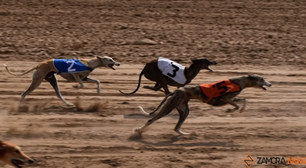 galgos carrera 12 - copia