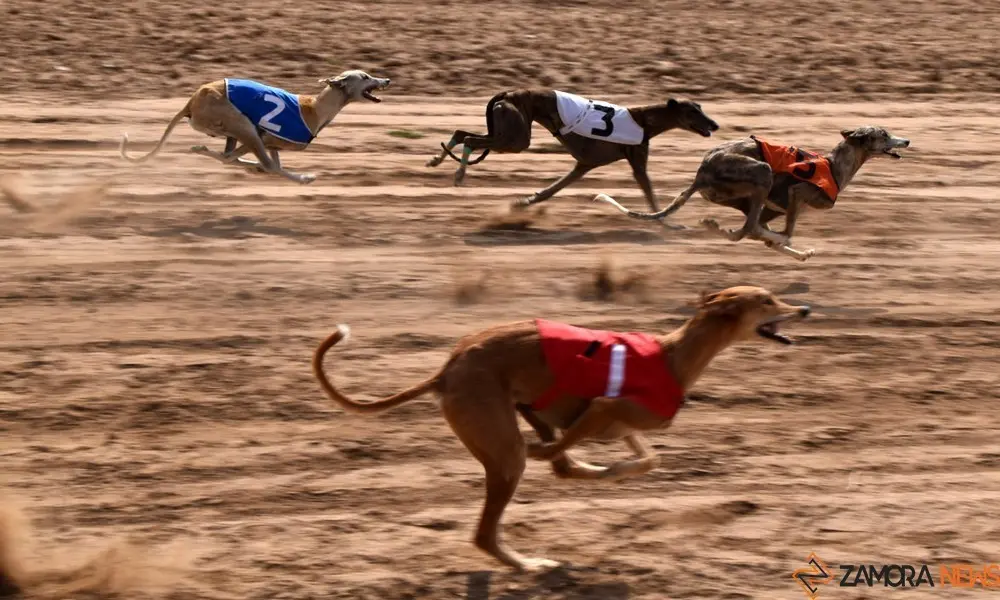 galgos