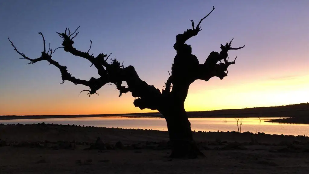 Fotografía árbol junto al desaparecido Argusino de Sayago