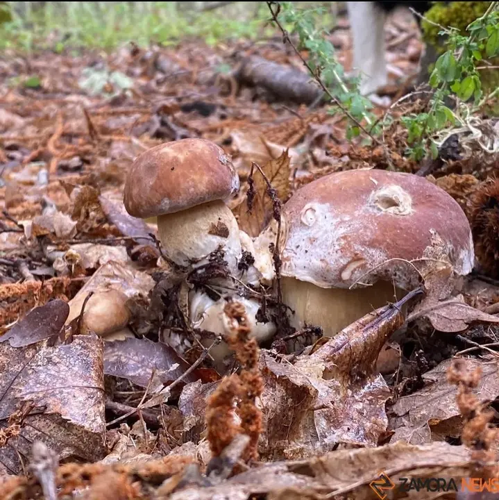 sanabria Boletus pinícola