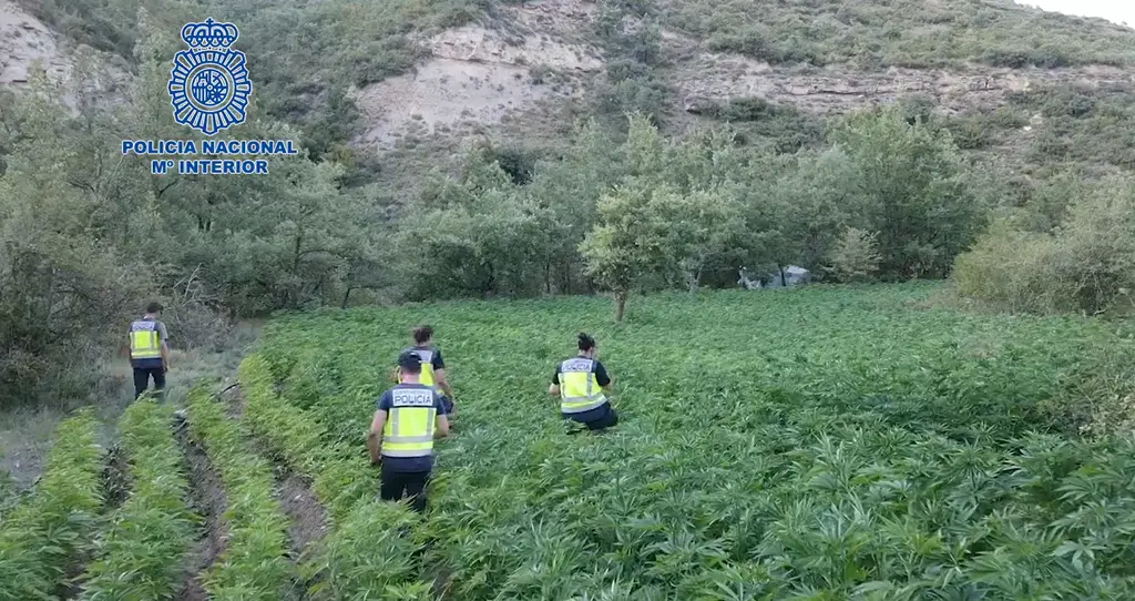 Agentes en una de las macroplantaciones