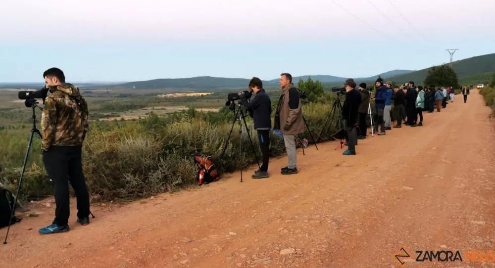 observación berrea