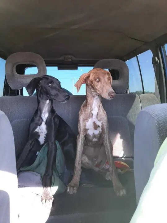 Una pareja de galgos