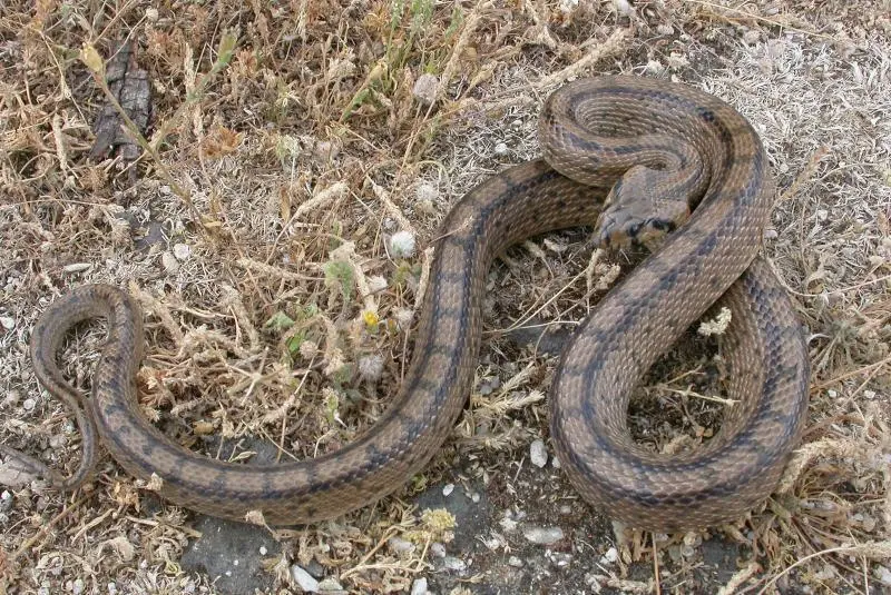culebra de escalera