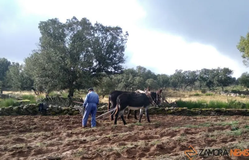 Tirando de arado para remover la tierra