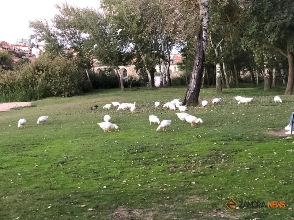 Pato en la zona del puente de Piedra