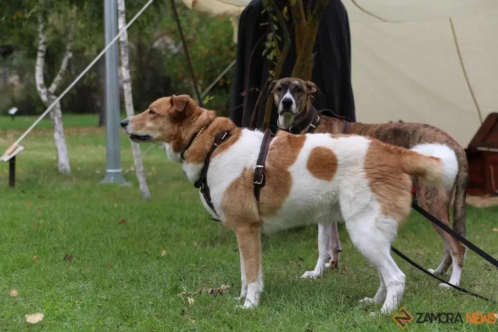 Zamora Comunera (11)