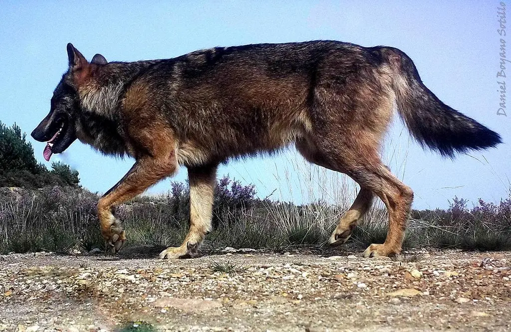 Ejemplar de lobo
