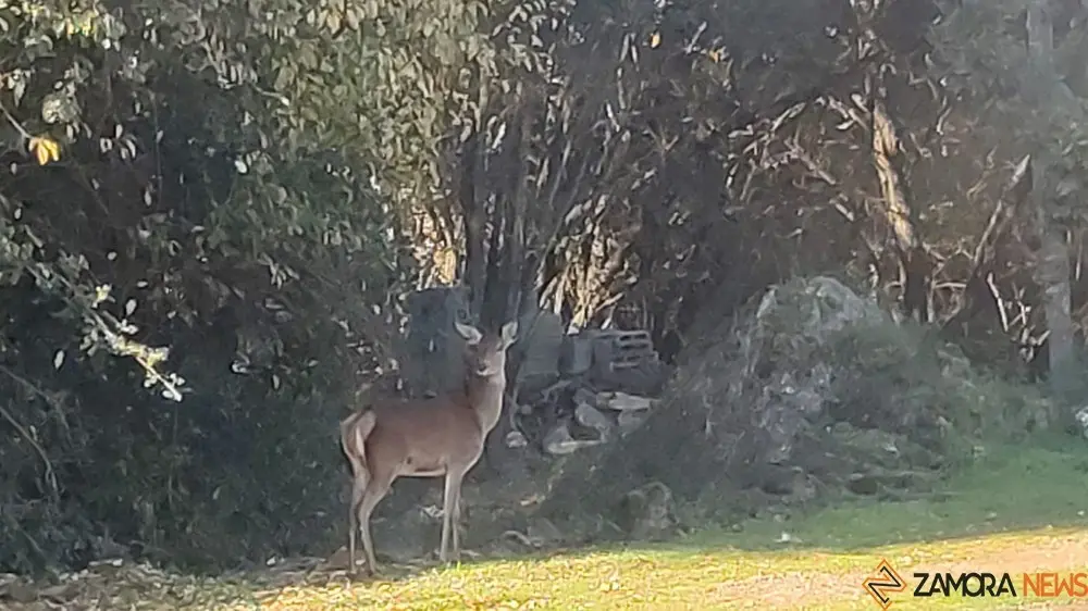 sanabria otoño (10)