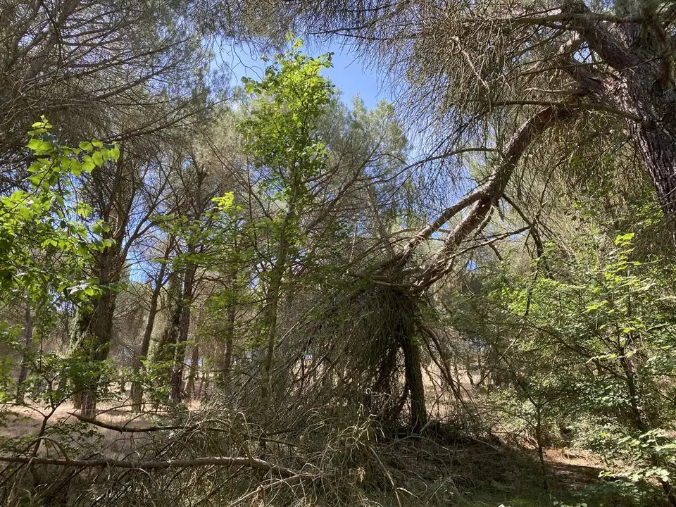 Bosque de Valorio