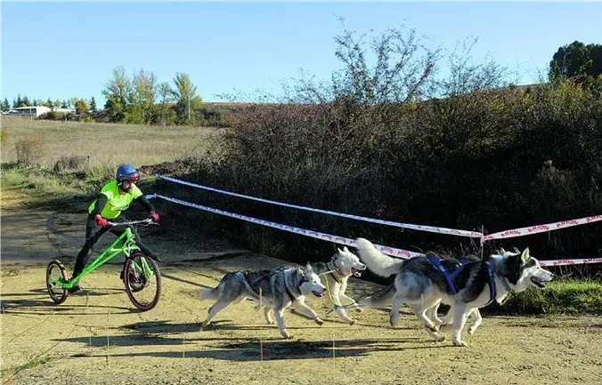 carrera mushing