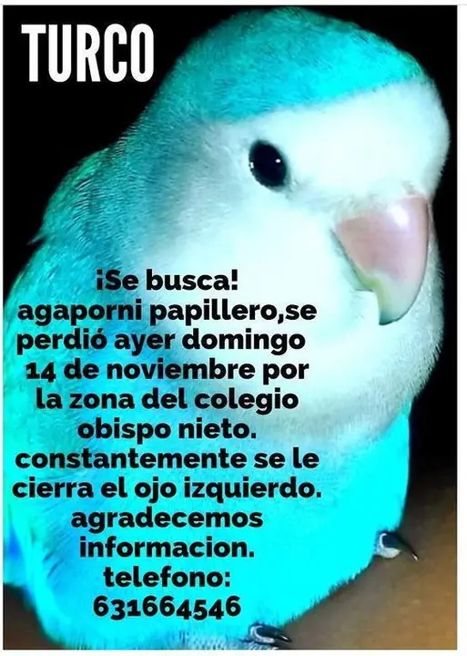 Agaporni perdido