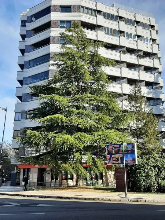 Abeto plaza La Marina con Avenida Portugal. Fotografía: Somos Zamora Facebook