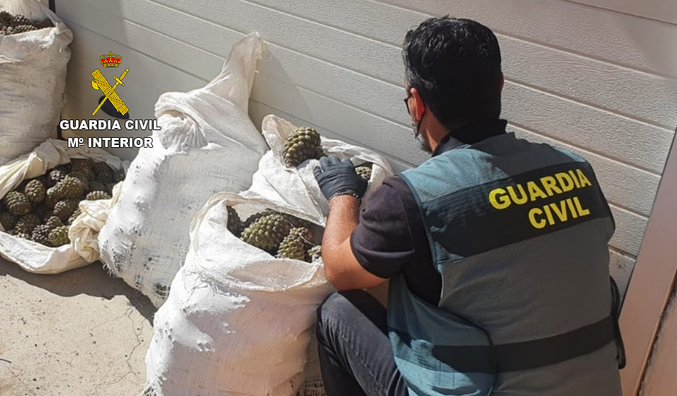 Piñas incautadas por la Guardia Civil