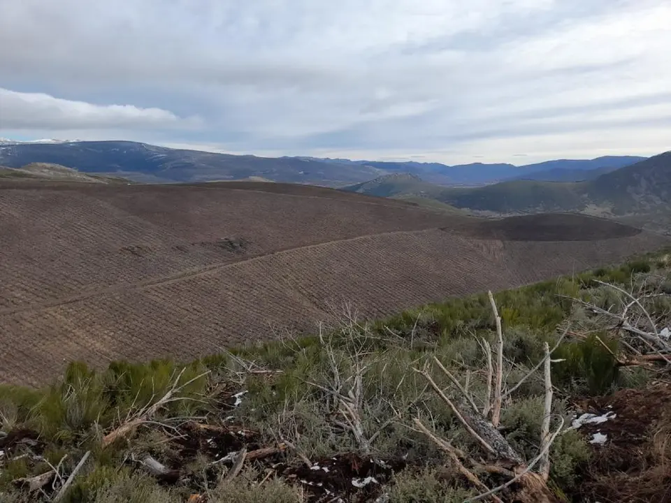 Labores de restauración de bosques dañados por incendios