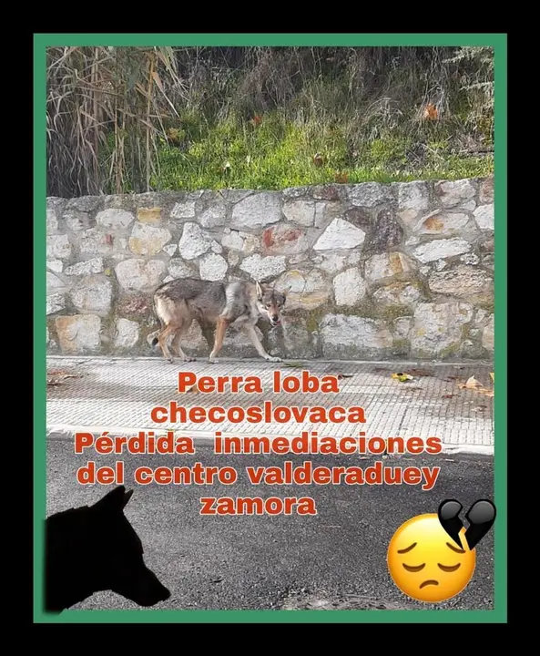 Cartel realizado por usuarios de Facebook en busca de la perra loba checoslovaca