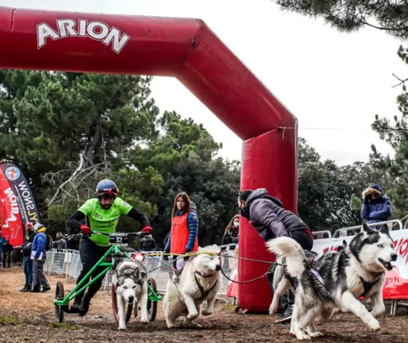 mushing zamora