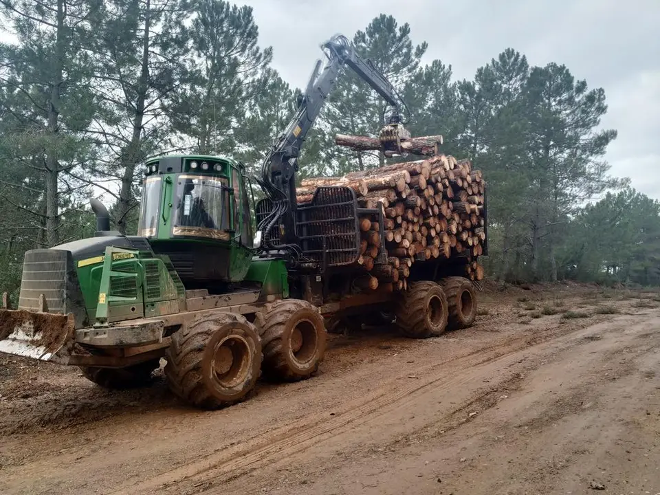 Recogida de madera por agentes medioambientales
