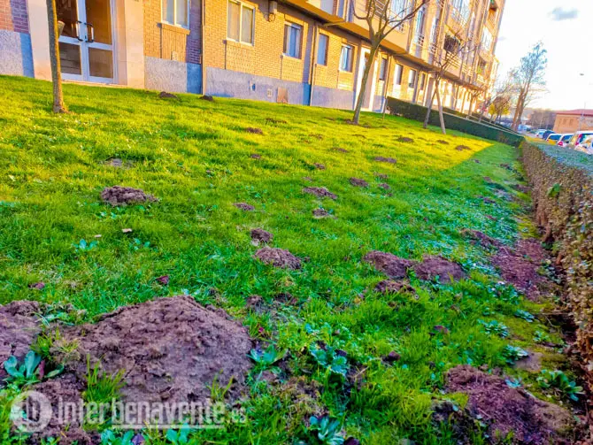 Estado de los jardines en el barrio de Santa Clara en Benavente. Fotografía Interbenavente.es