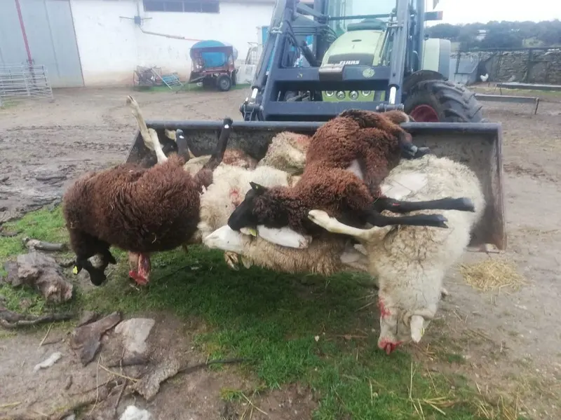 Foto de archivo de las ovejas que mató el lobo en Viñuela de Sayago