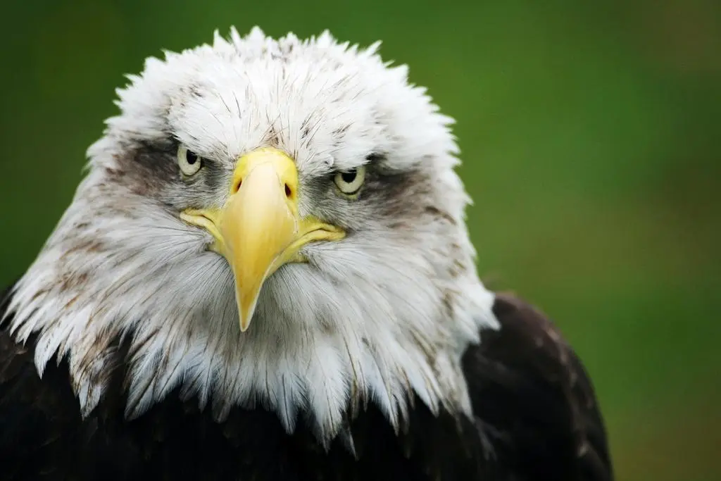Ejemplar de águila imperial