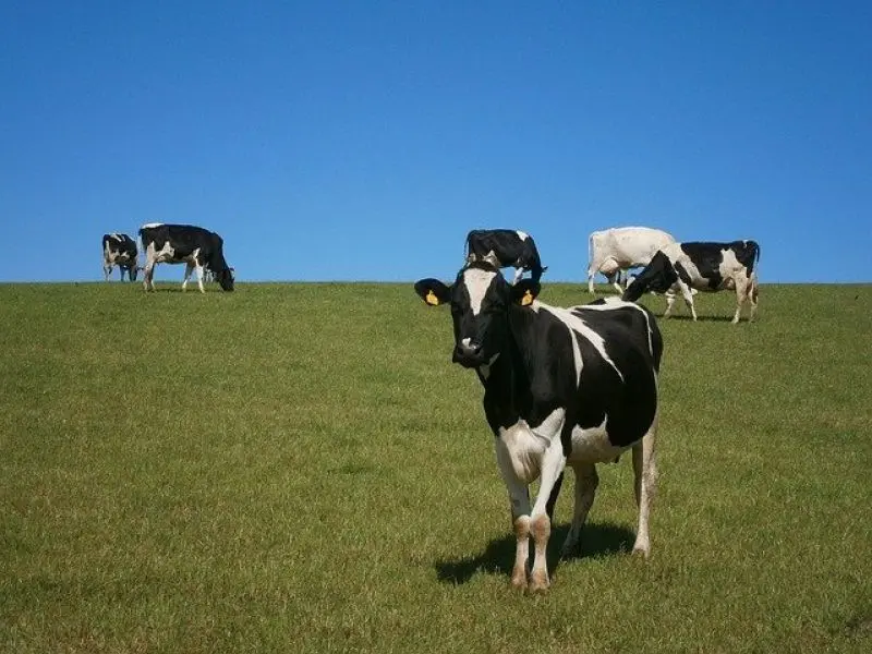 vacas