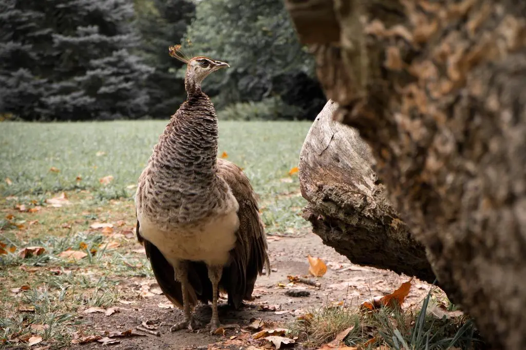 Foto de recurso pavo