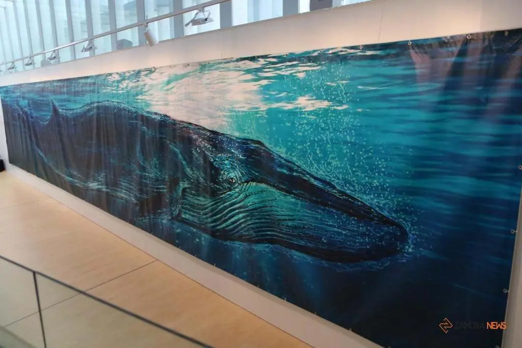 Exposición "El ojo de la ballena"