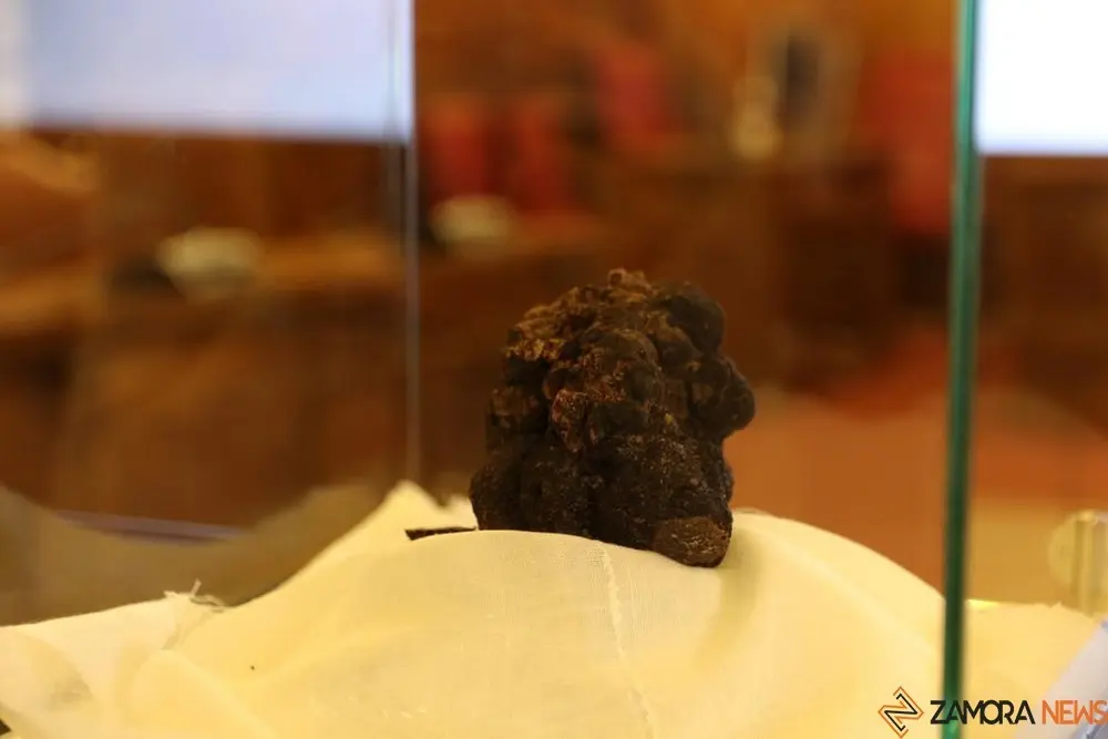 trufa negra