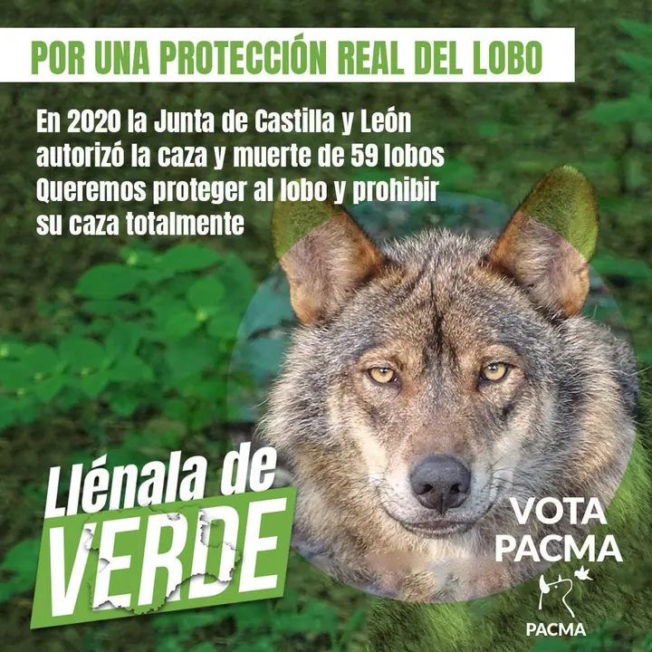 lobo pacma