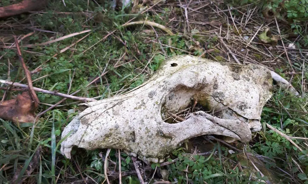 Foto de PACMA de un cráneo de galgo con un tiro en la cabeza