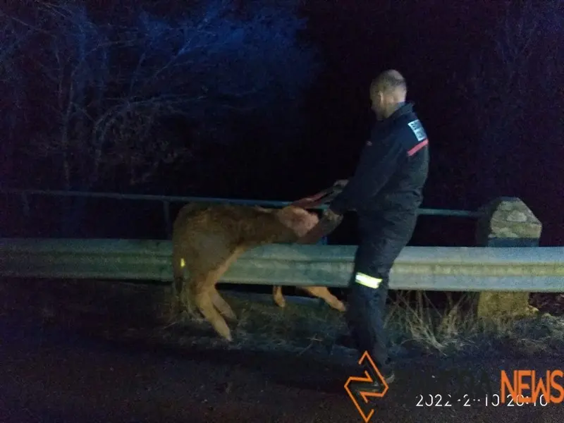 Un bombero rescata al ternero