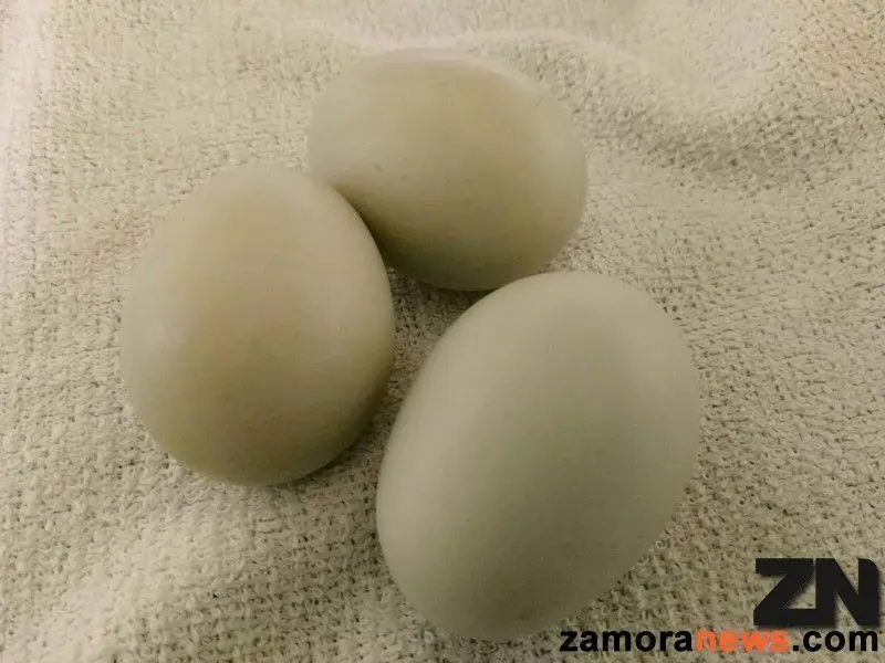 Huevos.