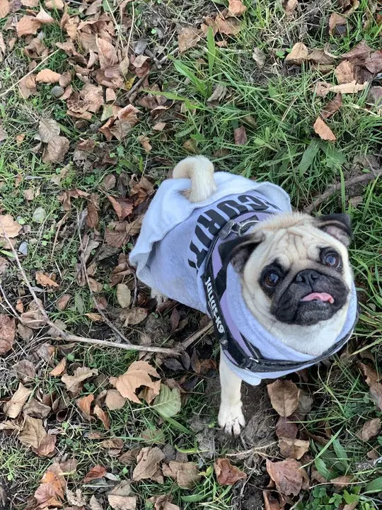 FRIDA, MI PERRA PUG