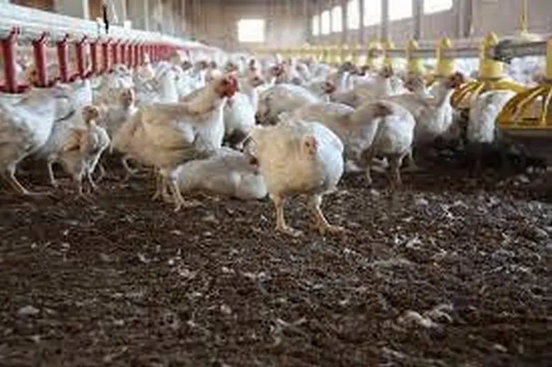Una explotación de gallinas. Foto de archivo