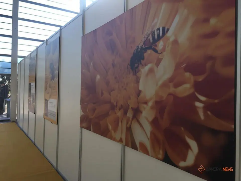 III Feria Internacional Apícola (21)