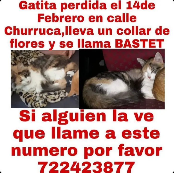 Gata desaparecida en Zamora