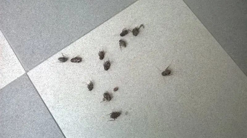 Plaga de cucarachas