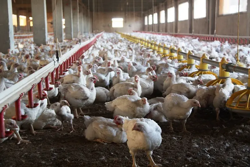 Foto de archivo granja de pollos