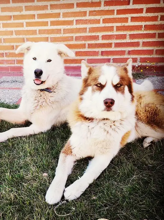 Perros desaparecidos en Morales del Vino