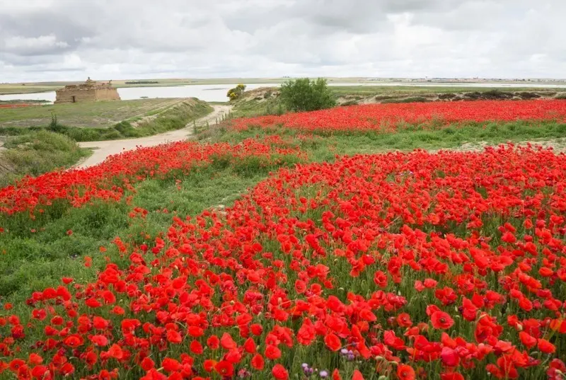 Campo de amapolas