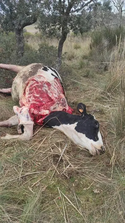 Vaca atacada por una lobada