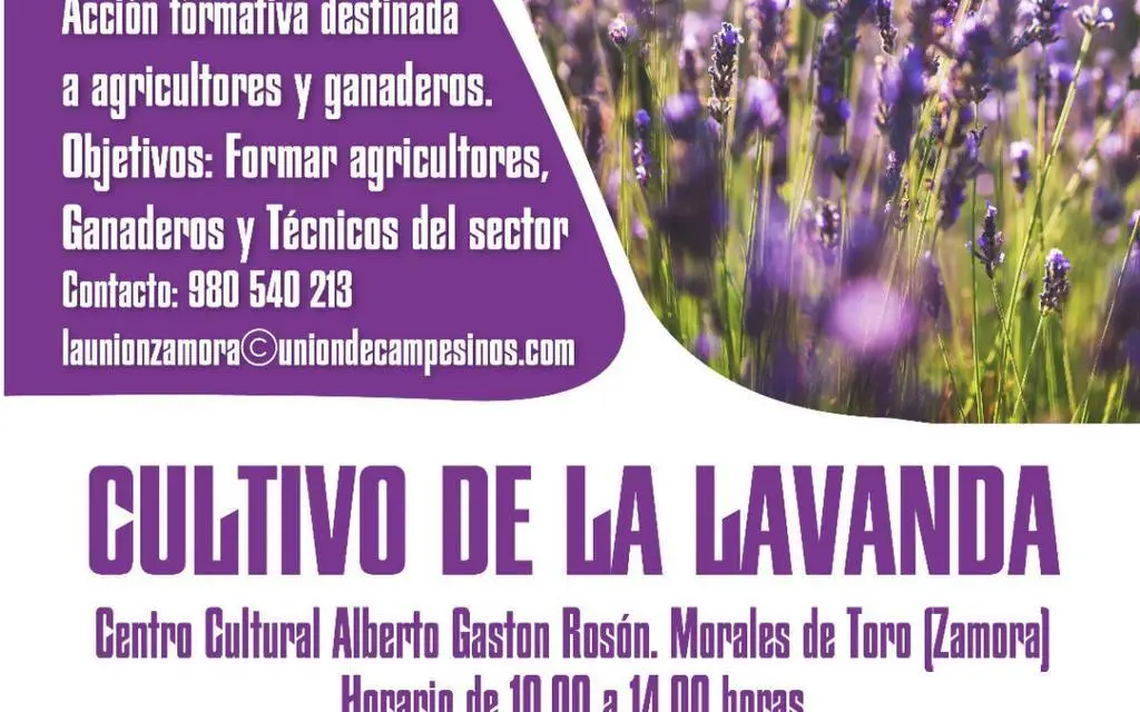 cultivo de la lavanda
